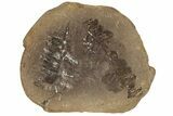 Fossil Fern (Pecopteris) Nodule Pos/Neg - Mazon Creek #184639-1